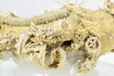 Miniature Fossil Cluster with Spiny Urchin (Polydiadema) - France #254087-3